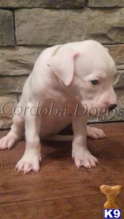 dogo argentino puppy posted by Cordoba Dogos